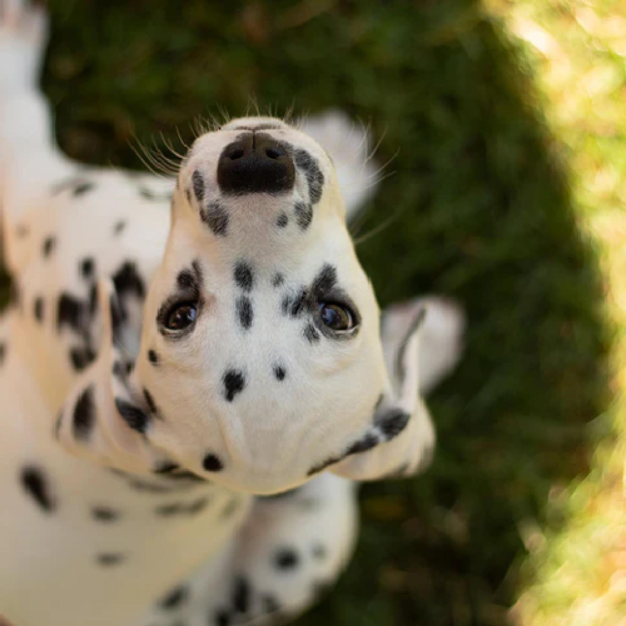  Akcesoria_dla_szczeniaka_Palopa_Pets