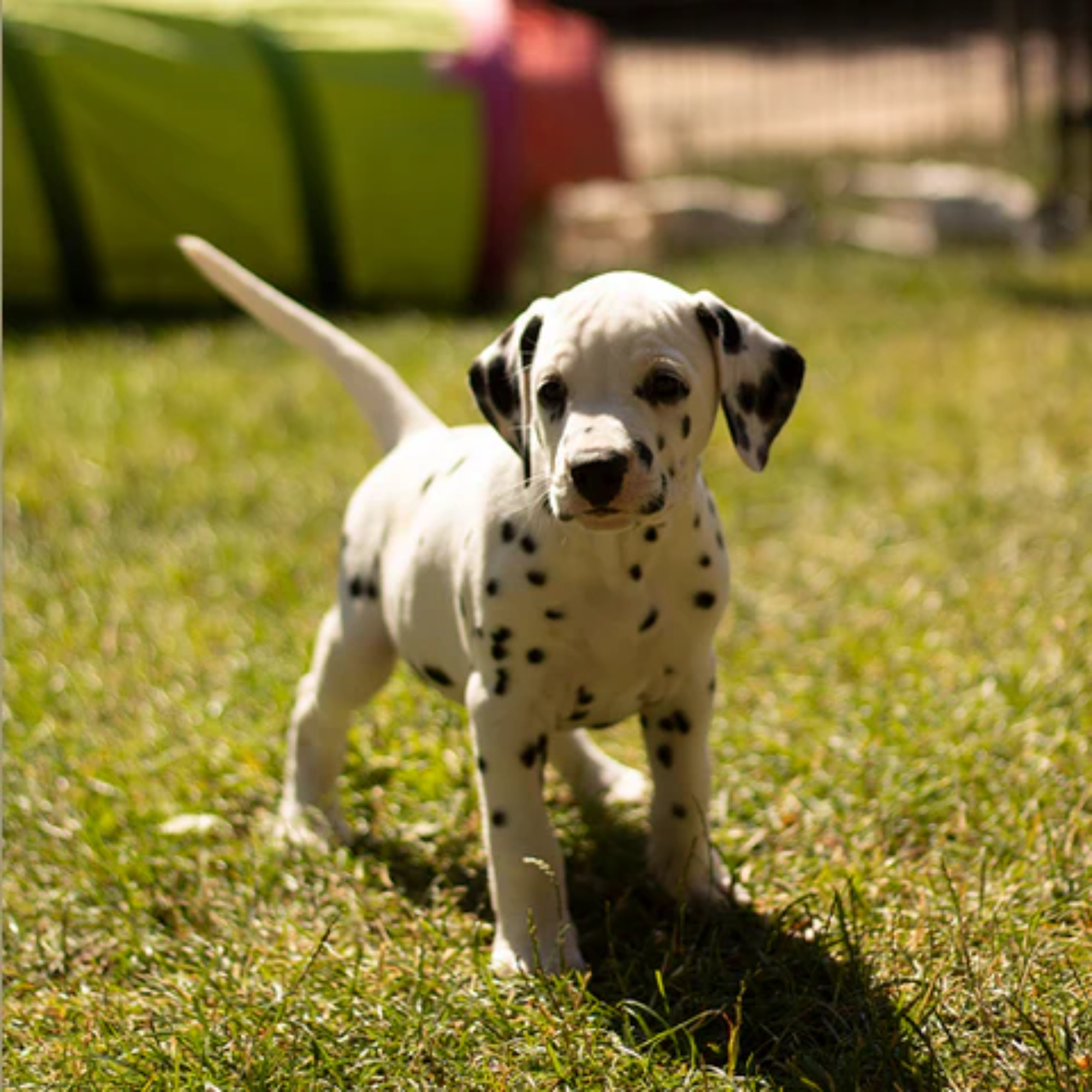  Poslanie_dla_szczeniaka_od_Palopa-pets