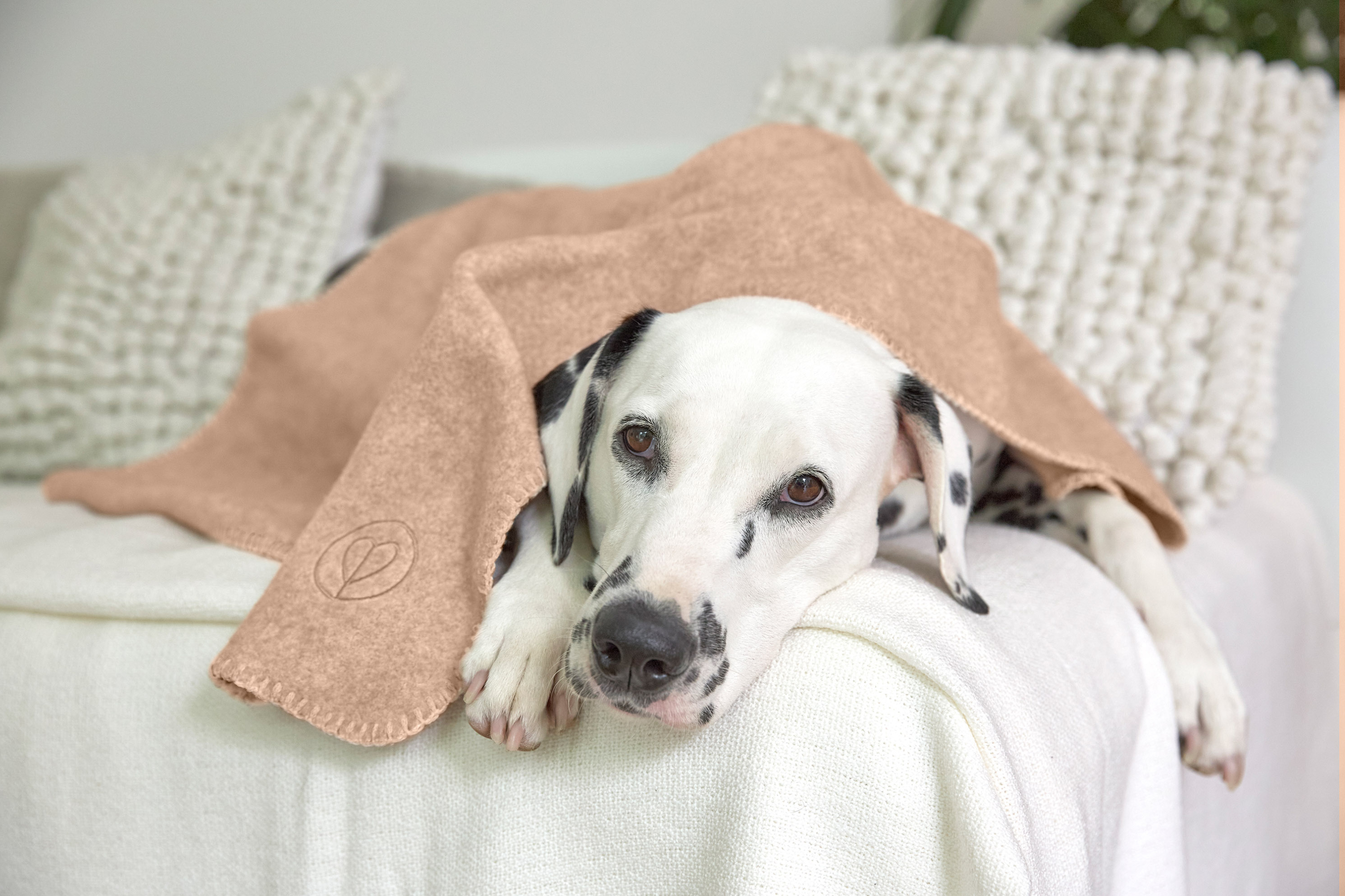 palopa_kocyk_dla_psa