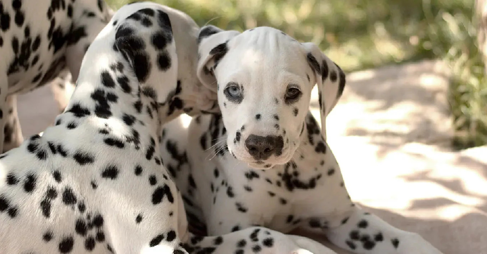Szczeniak – czy jestem gotowy na psa? Czego się spodziewać?