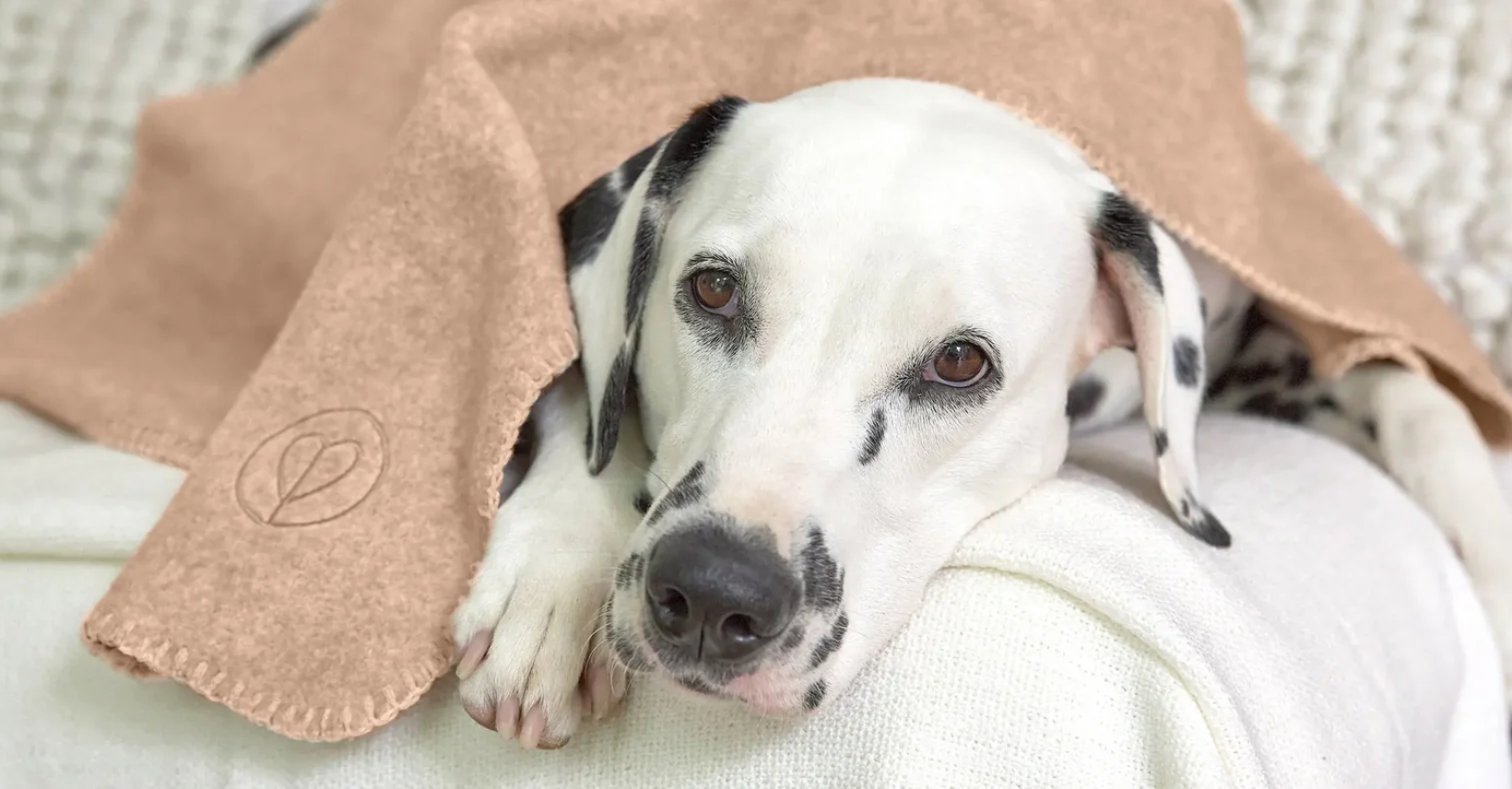 Przeziębienie u psa – jak je rozpoznać i jak skutecznie chronić pupila zimą?