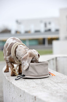 PALOPA Miska turystyczna dla psa składana Tura taupe