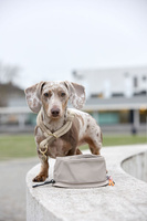 PALOPA Miska turystyczna dla psa składana Tura taupe