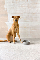 PALOPA Miska dla psa porcelanowa Cali grey