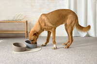 PALOPA Miska dla psa porcelanowa Cali grey