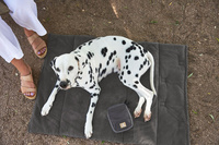 PALOPA Mata dla psa Alma anthracite S