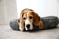 PALOPA Okrągłe legowisko donut dla psa Fippa anthracite S