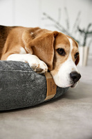 PALOPA Okrągłe legowisko donut dla psa Fippa anthracite S