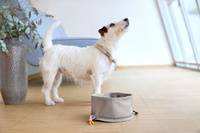 PALOPA Miska turystyczna dla psa składana Tura taupe