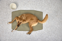 PALOPA Torba i mata dla psa 2w1 Nobo sage