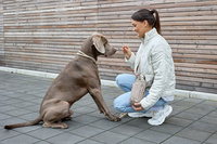 PALOPA Torebka saszetka na butelkę i smakołyki 2w1 Boudi taupe