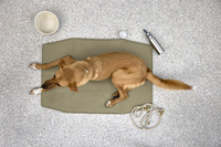 PALOPA Torba i mata dla psa 2w1 Nobo sage