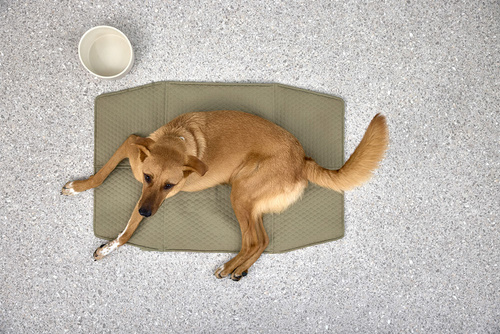 PALOPA Torba i mata dla psa 2w1 Nobo sage