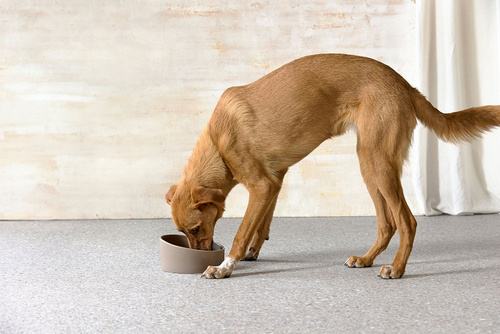 PALOPA Miska dla psa porcelanowa Cali taupe