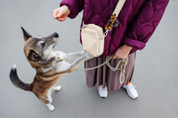 PALOPA Torebka saszetka na smakołyki dla psa Greta creme L