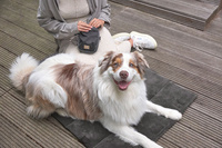 PALOPA Mata dla psa Alma anthracite S