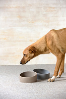 PALOPA Miska dla psa porcelanowa Cali grey