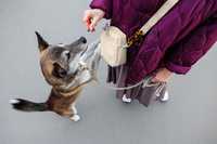 PALOPA Torebka saszetka na smakołyki dla psa Greta creme L